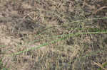 Switchgrass 